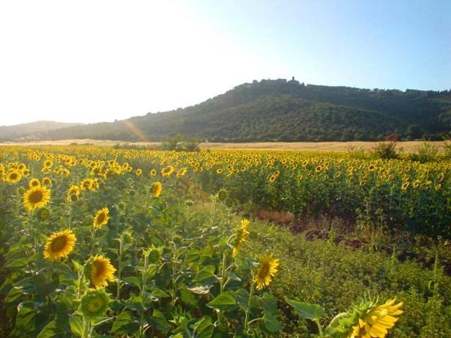 Agriturismo Lupo Vecchio 그레세토 외부 사진